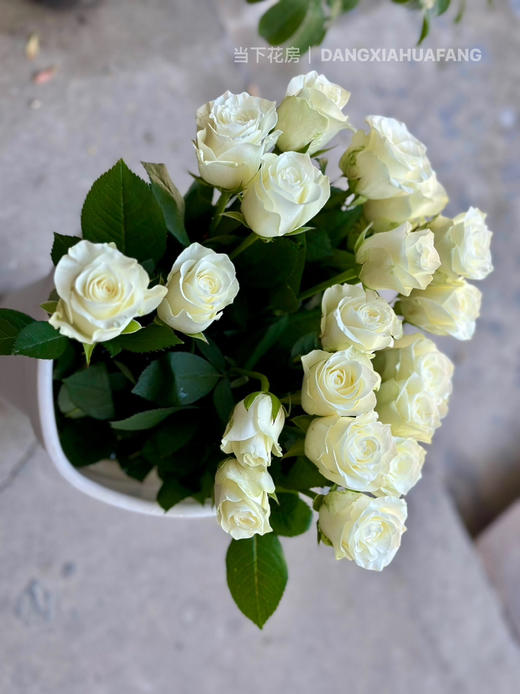 【AB级骄傲玫瑰.第二件减10元】10支/份 长约60-65cm 商品图5