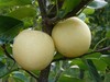 合作产品/ 有机黄金梨（基地直发）全国包邮，偏远地区除外 商品缩略图9