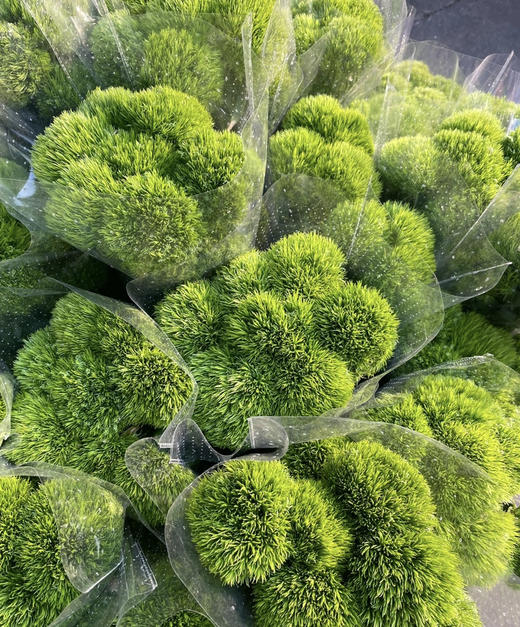 【一路绿灯】绿毛球  （绿石竹）约10支/扎 商品图7