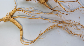  阳不足，气虚弱，吃点野山参