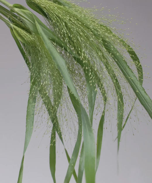 【爱如呼吸】喷泉草 约 10支/扎 商品图13