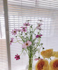 【怜取眼前人】格桑花 多色可选  若干枝/扎 商品缩略图7