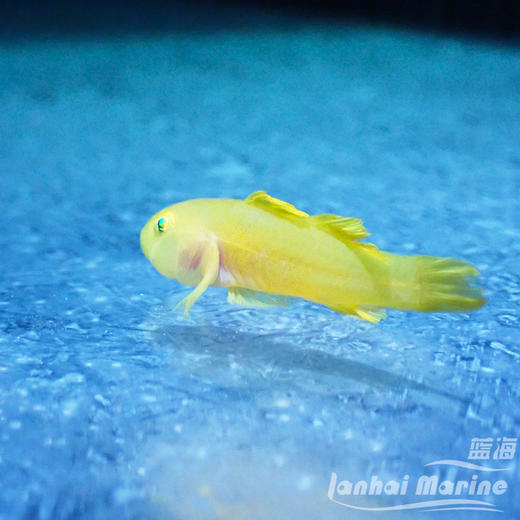 裸叶虾虎 商品图2