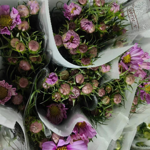 【怜取眼前人】格桑花 多色可选  若干枝/扎 商品图11