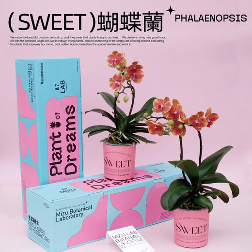 SWEET花治水培蝴蝶兰-懒人植物-中通快递发出 商品图3