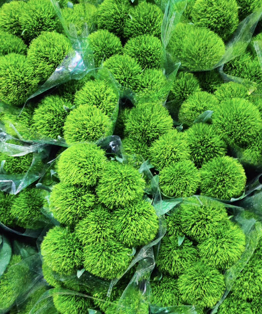 【一路绿灯】绿毛球  （绿石竹）约10支/扎 商品图6