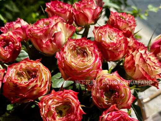 【AB级苹果杰克玫瑰.第二份减10元】10支/份 长约60-65cm 商品图12