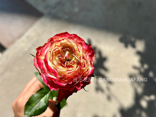 【AB级苹果杰克玫瑰.第二份减10元】10支/份 长约60-65cm 商品图13