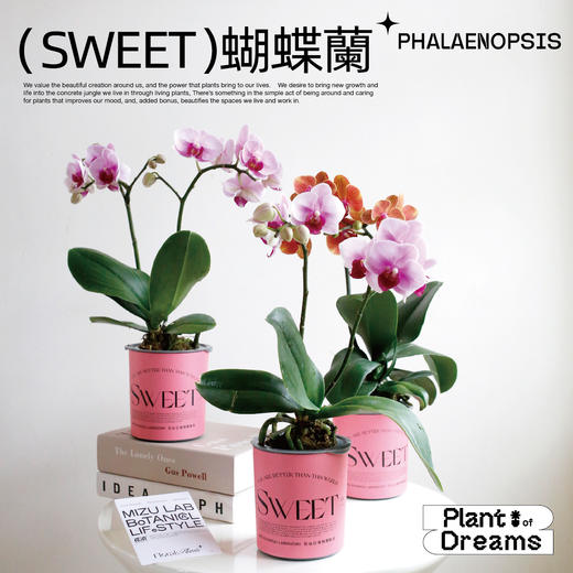 SWEET花治水培蝴蝶兰-懒人植物-中通快递发出 商品图1