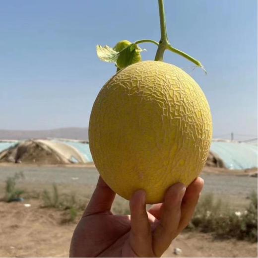 吐鲁番空运火焰玉露蜜瓜3kg+(3粒装) 商品图1