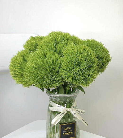 【一路绿灯】绿毛球  （绿石竹）约10支/扎 商品图4