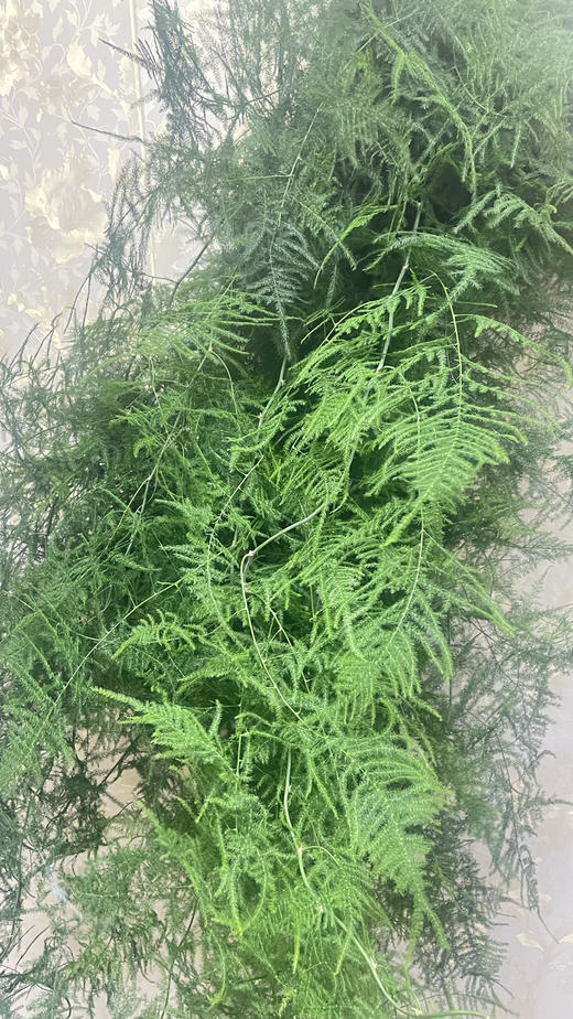 【飘逸灵动之美】文竹 若干枝/扎 商品图7