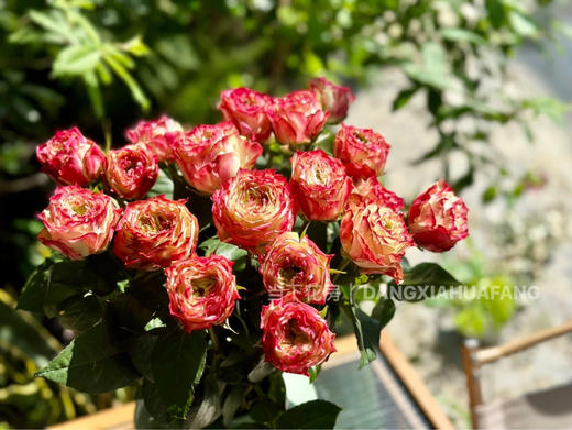 【AB级苹果杰克玫瑰.第二份减10元】10支/份 长约60-65cm 商品图11