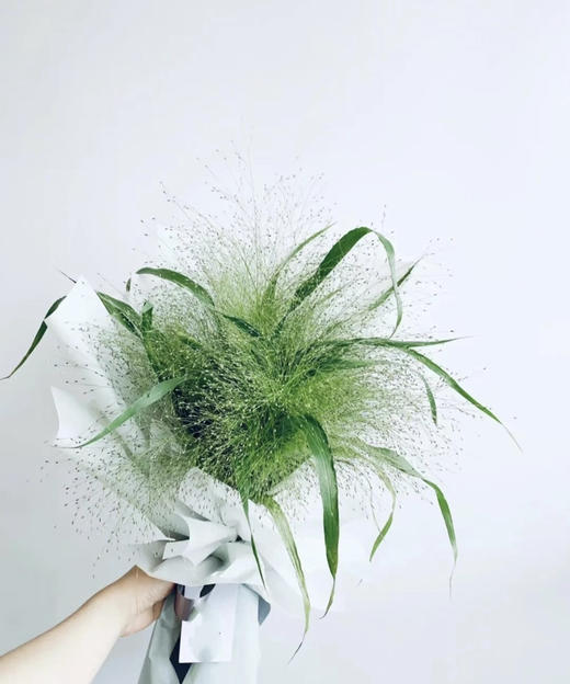 【爱如呼吸】喷泉草 约 10支/扎 商品图10