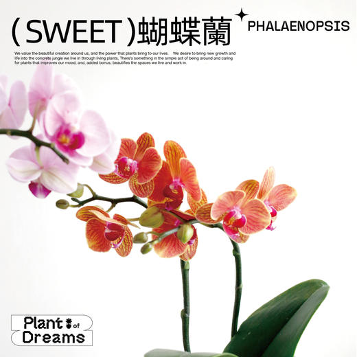 SWEET花治水培蝴蝶兰-懒人植物-中通快递发出 商品图2