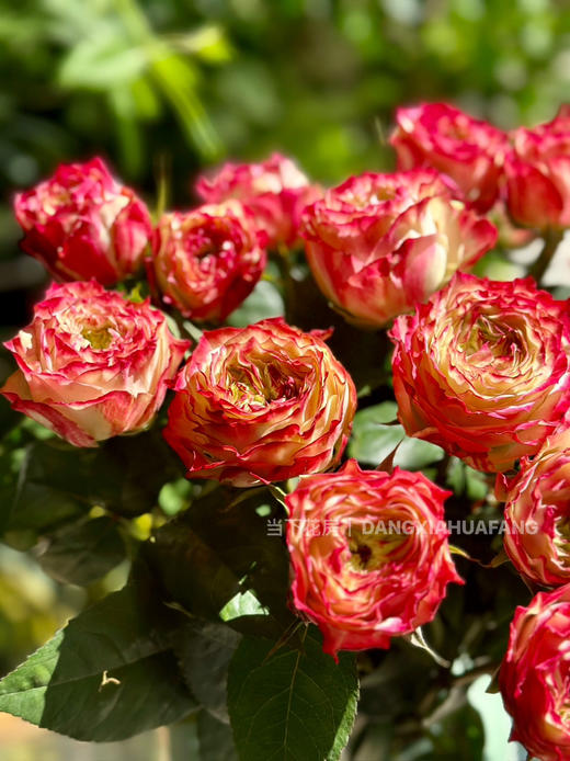 【AB级苹果杰克玫瑰.第二份减10元】10支/份 长约60-65cm 商品图7