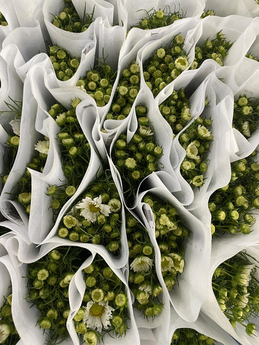 【怜取眼前人】格桑花 多色可选  若干枝/扎 商品图10