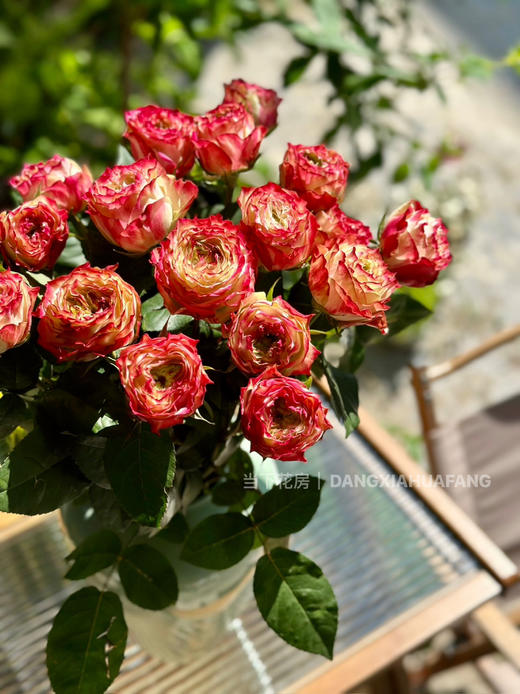 【AB级苹果杰克玫瑰.第二份减10元】10支/份 长约60-65cm 商品图8