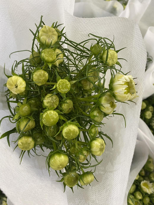 【怜取眼前人】格桑花 多色可选  若干枝/扎 商品图9