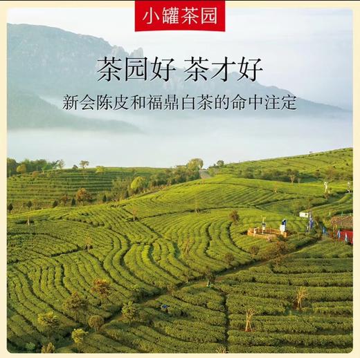 小罐茶茶园系列茶叶彩标陈皮白茶 商品图2