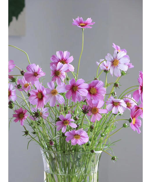 【怜取眼前人】格桑花 多色可选  若干枝/扎 商品图6