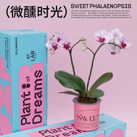 SWEET花治水培蝴蝶兰-懒人植物-中通快递发出 商品图5