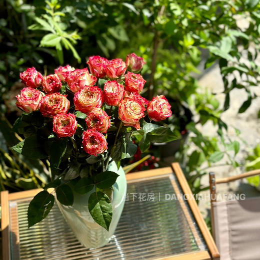 【AB级苹果杰克玫瑰.第二份减10元】10支/份 长约60-65cm 商品图9