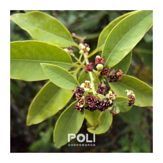 东印度檀香精油  进口檀香精油原料 美容院护肤按摩单方精油 商品图1