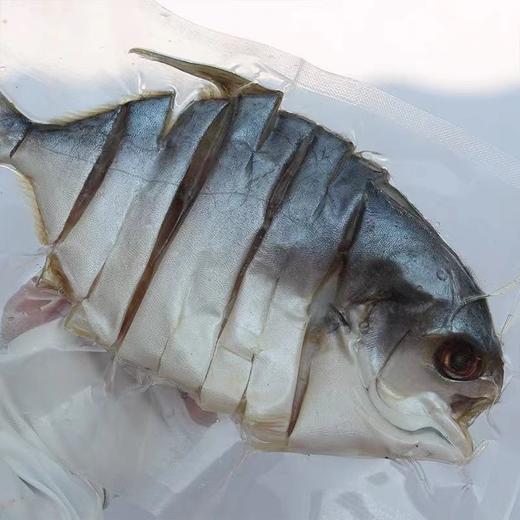 【大鹏】湛江金鲳鱼干淡晒鱼肉 7条 约150g-200g/条 商品图1