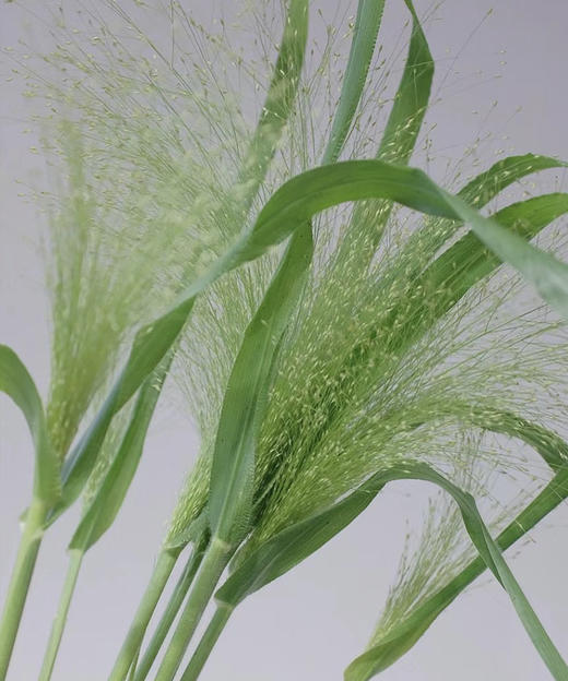 【爱如呼吸】喷泉草 约 10支/扎 商品图12