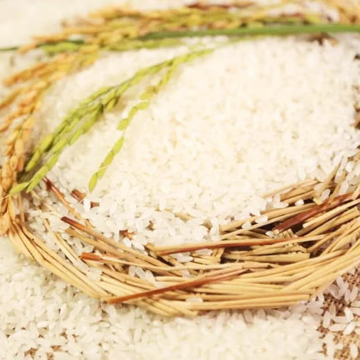 【 粮中帝 】五常大米原粮稻花香 2号 正宗 东北大米 5kg 商品图2