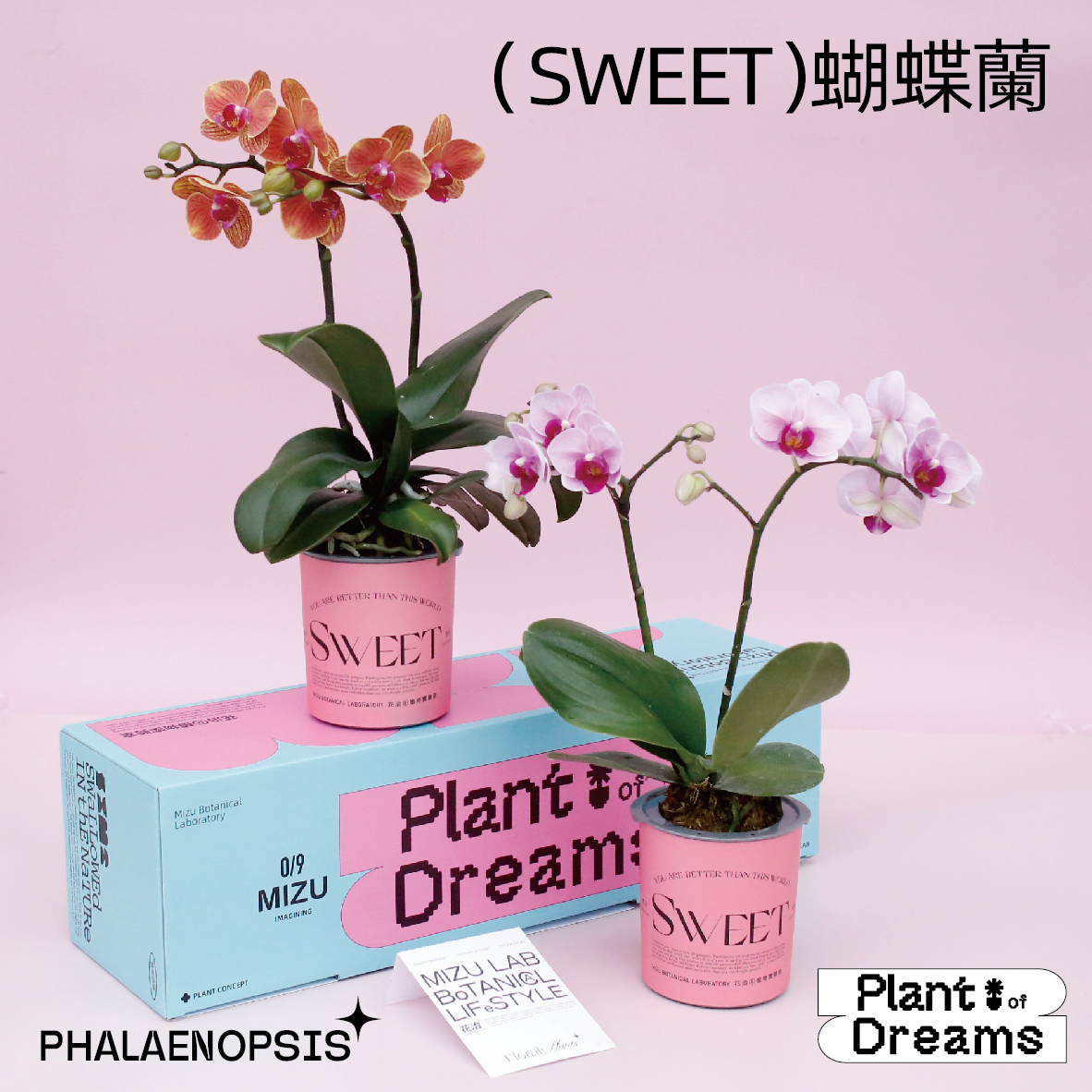 SWEET花治水培蝴蝶兰-懒人植物-中通快递发出