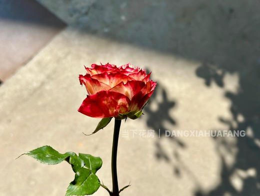 【AB级苹果杰克玫瑰.第二份减10元】10支/份 长约60-65cm 商品图5