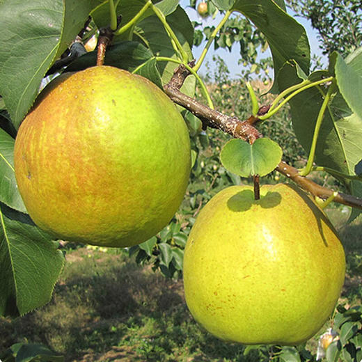 【秒杀8.5元/斤】蜂糖蜜梨 重约1斤【2日内提货】 商品图3