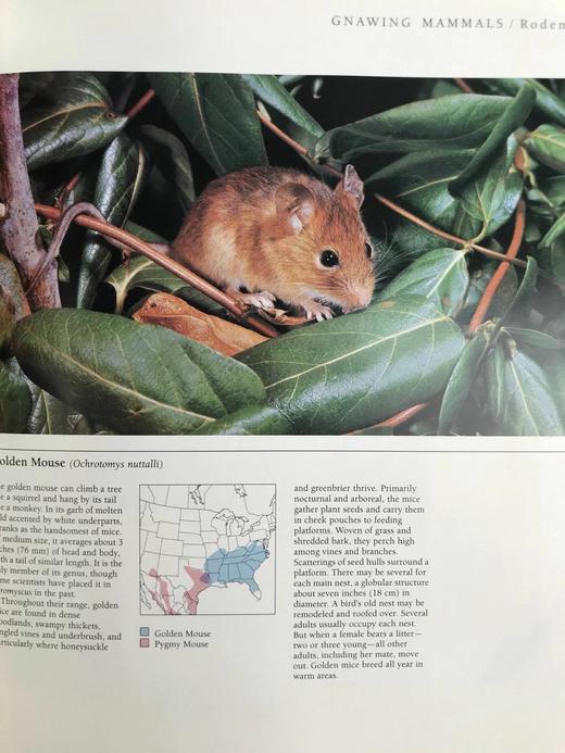 北美洲野生动物图集 数百幅插图 精装大16开 商品图9