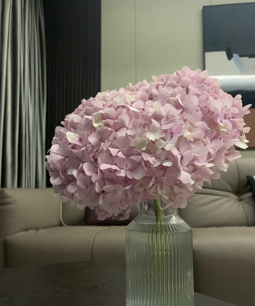 【国产绣球】浅粉色  单枝