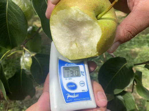 宝宝梨，感受隰县味道。隰县玉露香梨满足你对梨的所有需求[偷笑][偷笑] 保证一级新鲜，酥脆甜，3.8斤/箱 商品图0