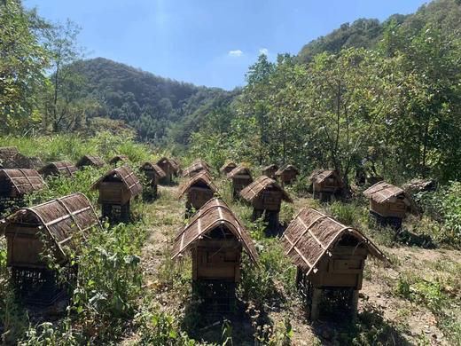 咸宁通山唐老农 幕阜明珠土蜂蜜500G*2瓶礼盒装 商品图2