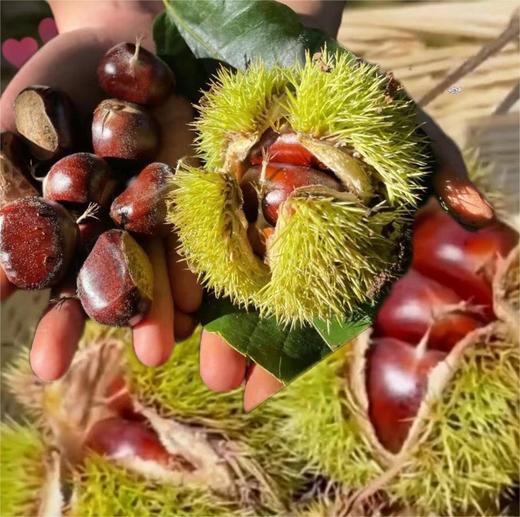 贵州野生小板栗 商品图1