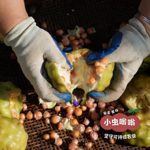 高邮湖野生芡实 400g |  合作农友生产，产自江苏高邮湖，生产者：张运东 &【公平贸易农人定价】 商品图4