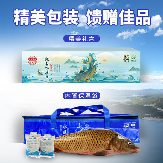 【2025保真密云水库鱼】密云水库黄金鲤  鲜鲤鱼  肉质鲜美  新鲜打捞  没有土腥味  3斤/5斤 商品图1