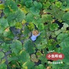 高邮湖野生芡实 400g |  合作农友生产，产自江苏高邮湖，生产者：张运东 &【公平贸易农人定价】 商品缩略图2