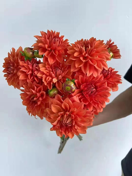 【新花派】大丽花-琳达宝贝（深橙色）5枝/扎 商品图0