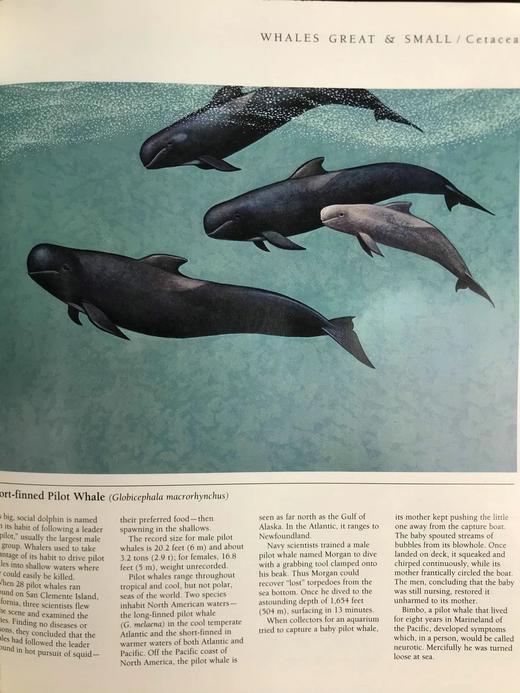 北美洲野生动物图集 数百幅插图 精装大16开 商品图7