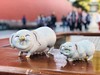 【6F】朱炳仁·铜  心肝宝贝猪 商品缩略图0