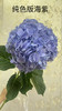 【国产绣球】海紫色  单枝 商品缩略图5