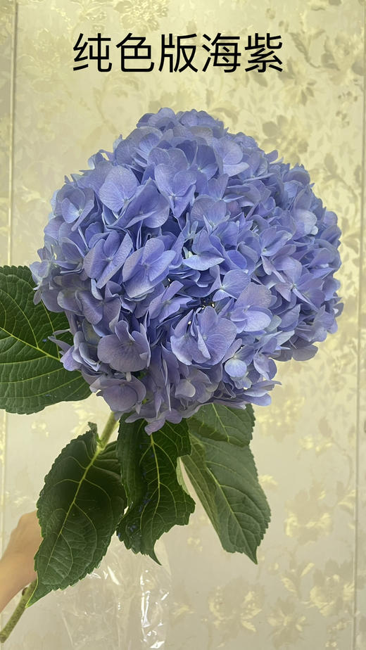 【国产绣球】海紫色  单枝 商品图5