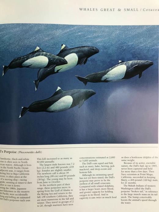 北美洲野生动物图集 数百幅插图 精装大16开 商品图6