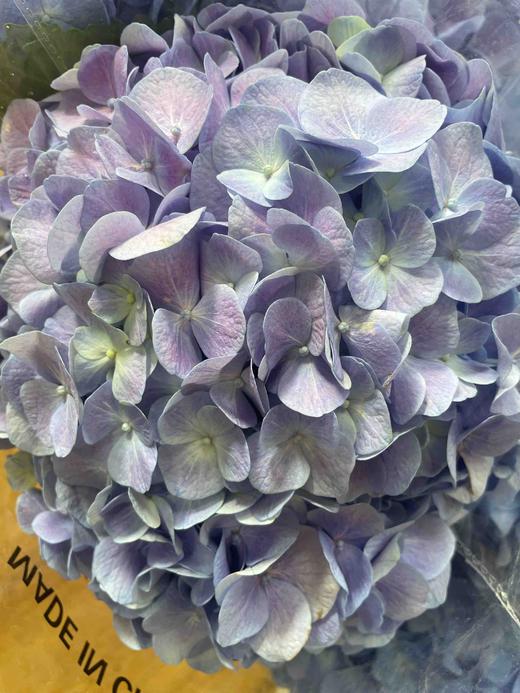 【国产绣球】海紫色  单枝 商品图6