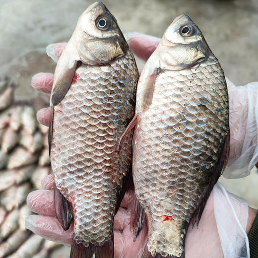 【2025 保真密云水库鱼 假一赔十】密云水库鲜鱼 密云水库鳜鱼 武昌鱼 鲫鱼 噘嘴鱼 不定时打捞 商品图7